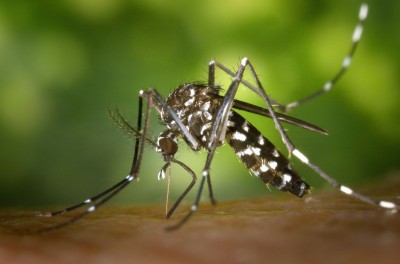 O número de casos confirmados por dengue subiu de 11 para 21 -Foto: Pixabay
