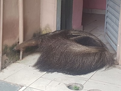 O tamanduá foi encaminhado para o Centro de Reabilitação de Animais Silvestres. Foto: divulgação/PMA