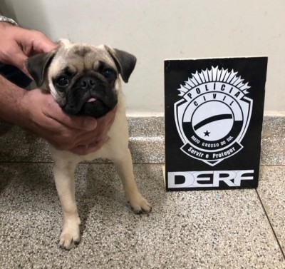 O cachorro havia sido furtado há dois meses - Foto: divulgação/PC