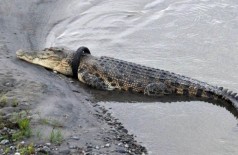 Pneu entalado em crocodilo em rio da Indonésia (Foto: Reprodução)
