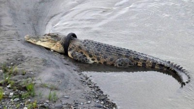 Pneu entalado em crocodilo em rio da Indonésia (Foto: Reprodução)