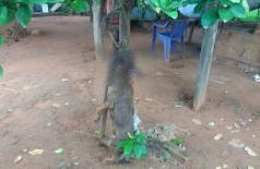 A cachorra foi encontrada amarrada em uma árvore - Foto: divulgação/PMA