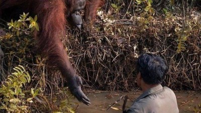 Foto: Reprodução/Borneo Orangutan Survival Foundation/Anil Prabhakar
