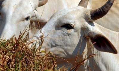 Abate de bovinos cai e o de suínos e frangos sobe no último trimestre (Foto: Arquivo/Agência Brasil)