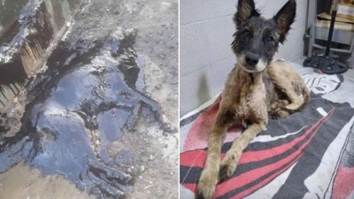 Salvamento de Aloe - Foto: Reprodução/Facebook(Proyecto 4 Patas)