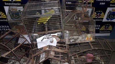 Polícia apreende arma de fogo e animais silvestres após denúncia de violência doméstica