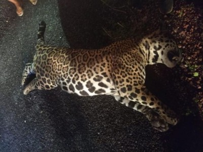 Onça foi encontrada na rodovia, com sinais de que havia sido atropela há pouco. (Foto: Divulgação PMA)