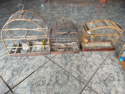 Pássaros encontrados na residência do acusado - Foto: Polícia Militar Ambiental