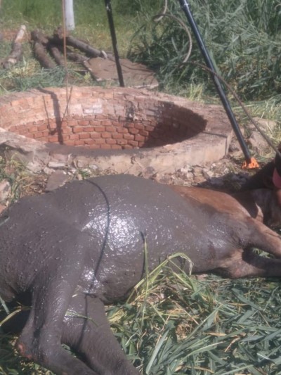 Animal foi içado e retirado com vida do buraco sem grandes lesões aparentes (Foto: Divulgação/BombeirosMS)