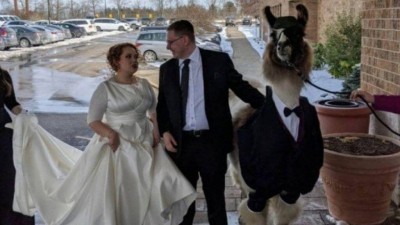 Irmão da noiva vai ao casamento acompanhado de lhama (Foto: Reprodução/Reddit)