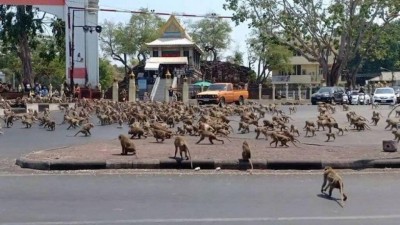 Macacos famintos correm por rua na Tailândia - Foto: Reprodução
