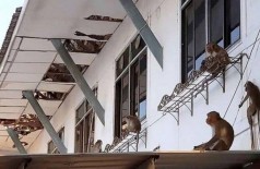 Macacos destroem prefeitura na Tailândia - Foto: Reprodução