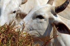Abate de bovinos cresceu 1,2% em 2019 (Foto: Arquivo/Agência Brasil)