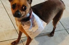 De quarentena, homem manda cão comprar pacote de salgadinho (Foto: reprodução/Facebook)