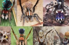 Espécies de aranha-pavão descobertas na Austrália - Foto: Reprodução/Instagram(joseph.schubert)