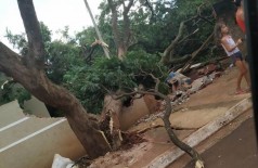 Temporal derruba árvores em Dourados; ventos chegaram a 33 km/h