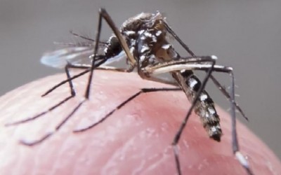 Transmitida pelo mosquito Aedes aegypti, dengue matou 28 sul-mato-grossenses neste ano (Foto: Reprodução/Agência do Rádio)
