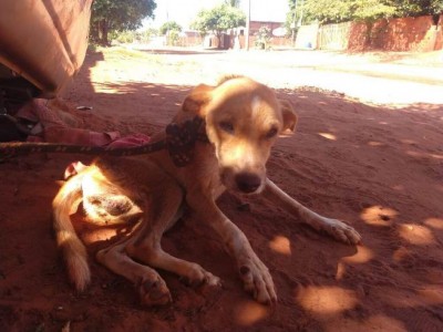 Animal estava tão debilitado que não conseguia andar - Foto: PMA