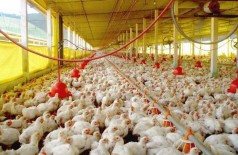 Exportações de celulose, soja e carne de aves crescem e superávit de MS atinge US$ 979 milhões (Foto: reprodução)