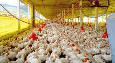Exportações de celulose, soja e carne de aves crescem e superávit de MS atinge US$ 979 milhões (Foto: reprodução)