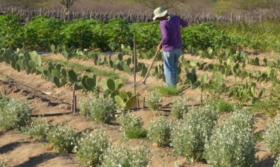 CMN facilita renegociação de dívidas de produtores rurais (Foto: Arquivo/Agência Brasil)