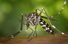 Espécie pica através de tecidos e transmite zika, dengue e febre amarela. Foto: James Gathany/CDC