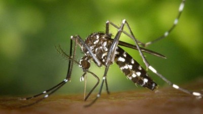 Espécie pica através de tecidos e transmite zika, dengue e febre amarela. Foto: James Gathany/CDC