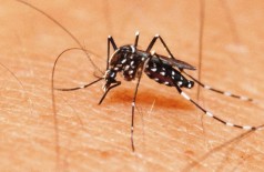 Mosquito que ajuda no combate à dengue será liberado na Capital, em setembro deste ano