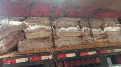 Droga apreendida na manhã desta quinta-feira - Foto: Sidnei Bronka