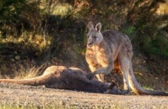 Foto: Reprodução/Facebook(Australian Society for Kangaroos)