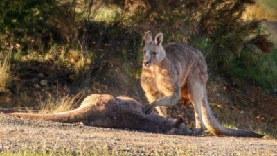 Foto: Reprodução/Facebook(Australian Society for Kangaroos)