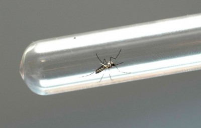 Focos do mosquito Aedes aegypti foram encontrados em terreno público municipal (Foto: Ministério da Saúde)