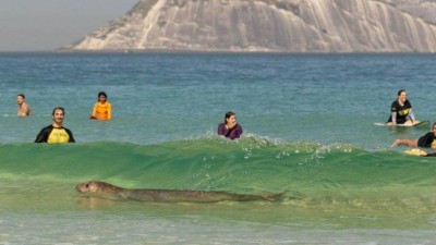 Elefante-marinho nadou em meio aos surfistas - Foto: Reprodução Instagram / @helenabarretophoto