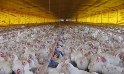 Exportações de carne de aves em MS aumentam em 25% no primeiro semestre