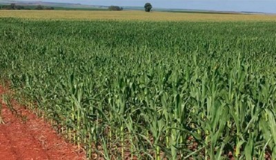 Expectativa para produtividade do milho é revisada e sobe para 76 sacas por hectare