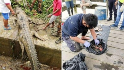Restos mortais de adolescente são achados dentro de crocodilo de 4,3 metros (Foto: reprodução)