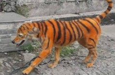 Na Malásia, cão é achado pintado como se fosse tigre Foto: Reprodução/Facebook(Persatuan Haiwan Malaysia)