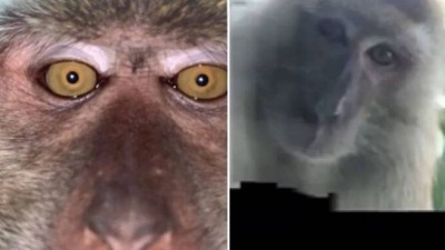 Selfies de macaco após furtar smartphone Foto: Reprodução/Facebook(Zackrydz Rodzi)