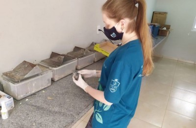 A maioria dos animais atendidos  sofreu ferimentos em decorrência das queimadas - Foto: Portal do MS