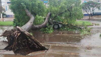 Durante temporal, carros são atingidos por queda de árvores