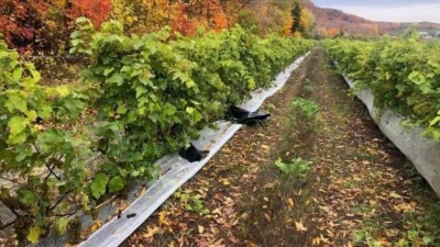 Videiras sem uvas em vinícola no Canadá: furto durante madrugada Foto: Reprodução/Vignoble Coteau Rougemont