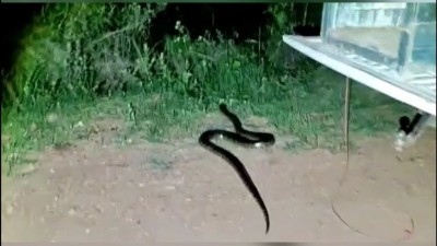 Cobra encontrada em capô de carro foi solta em área de mata pela PMA — Foto: PMA/Divulgação