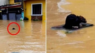 Rato 'surfa' para escapar de enchente (Foto: Reprodução/Twitter)