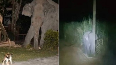 Simba encara elefante de 4 toneladas (Foto: Reprodução/YouTube)