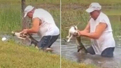 Idoso tira cãozinho da boca de jacaré em lago - Foto: Reprodução/Florida Wildlife Federation