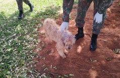 Cachorro foi o animal que mais sofreu maus-tratos em 2019 e 2020 no Estado (Foto: Divulgação/PMA)