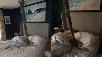 Parte de árvore fica cravada em cama nos EUA Foto: Divulgação/Spokane County Fire Service
