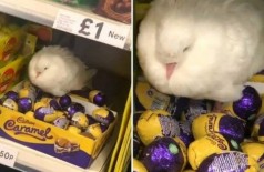 Pomba choca ovos de chocolate em supermercado na Inglaterra (Foto: Reprodução/TikTok)