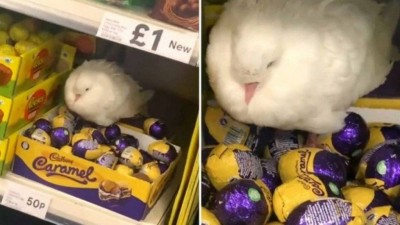 Pomba choca ovos de chocolate em supermercado na Inglaterra (Foto: Reprodução/TikTok)