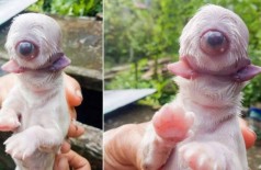 Filhote de cachorro nasceu com um olho e sem nariz nas Filipinas - Foto: Reprodução